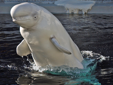 Beluga Whales Seaworld San Diego