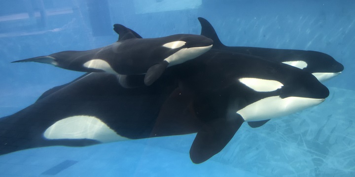 A Study On The Killer Whales | immigrant.com.tw